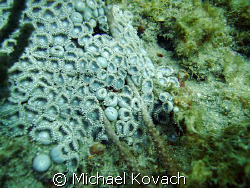 Coral on the reef in front of the Pelican Grand in Fort L... by Michael Kovach 